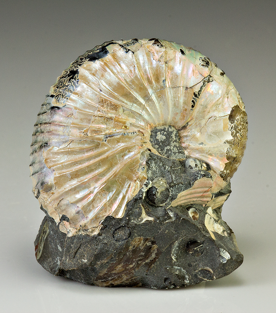 ammonite opalized
