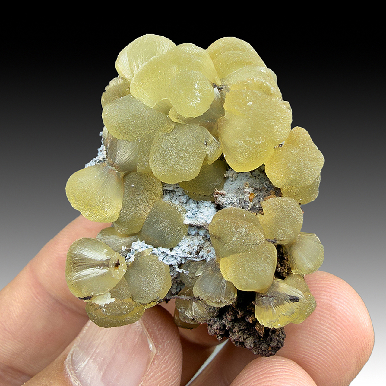 Pyritized Shells Smithsonite on Pyritized Shell (2033) - Minerals For Sale - #8811755